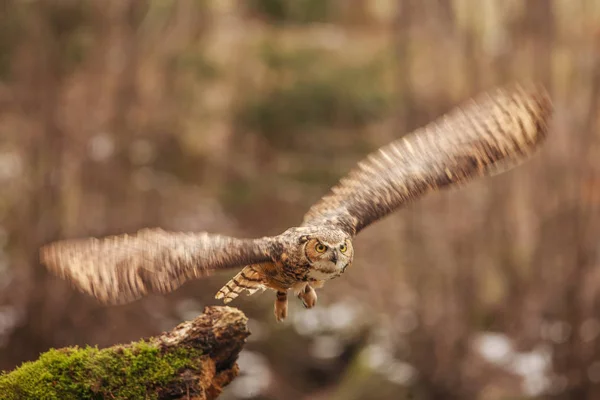 Ευρασιατικός Αετός Κουκουβάγια Bubo Bubo Ιπτάμενο Πουλί Ανοιχτές Πτέρυγες Φθινόπωρο — Φωτογραφία Αρχείου