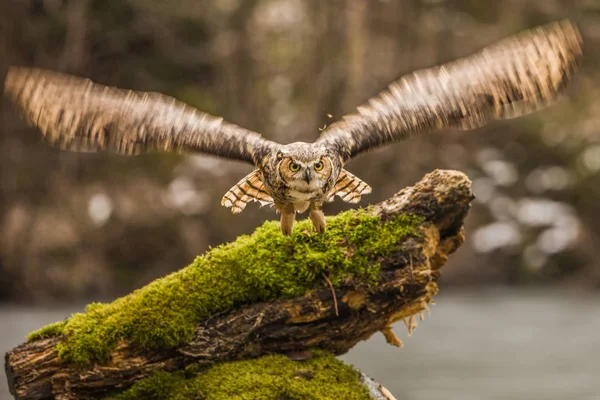 欧亚鹰猫头鹰 布勃博 飞鸟与开放翅膀与秋天森林的背景 动物在自然栖息地 — 图库照片