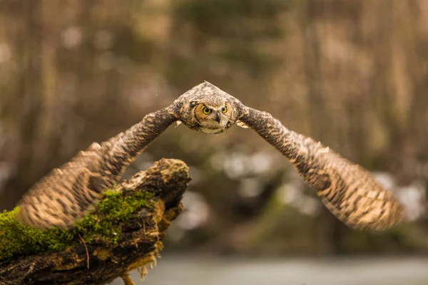 Puchacz Zwyczajny Bubo Bubo Latający Ptak Otwartymi Skrzydłami Jesiennym Lasem — Zdjęcie stockowe