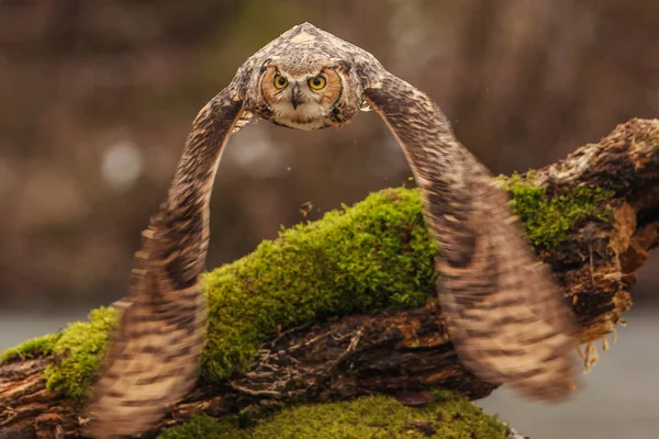Пугач Bubo Bubo Літаюча Птиця Відкритими Крилами Осіннім Лісом Фоновому — стокове фото