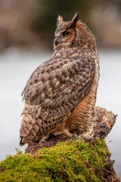 Eurasisk Berguv Bubo Bubo Flygande Fågel Med Öppna Vingar Med — Stockfoto