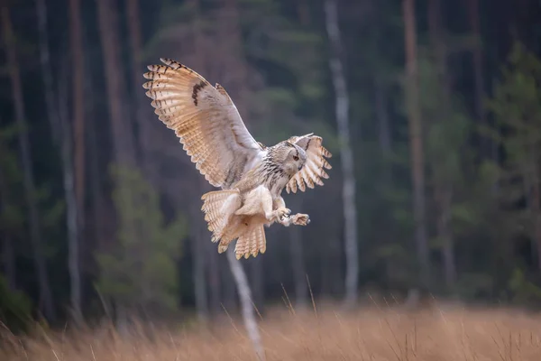 Búho Águila Volando Bosque Búho Enorme Con Alas Abiertas Hábitat —  Fotos de Stock