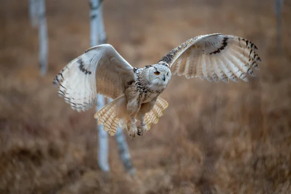 Hibou Aigle Volant Dans Forêt Hibou Énorme Avec Les Ailes — Photo