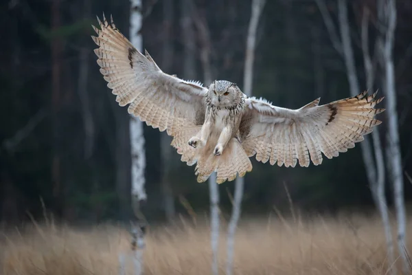 Eagle Owl Flying Forest Huge Owl Open Wings Habitat Trees — Stock Photo, Image