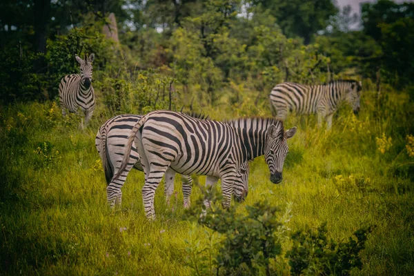 Gemeines Zebra Equus Quagga Zwischen Den Zeilen Gelesen — Stockfoto