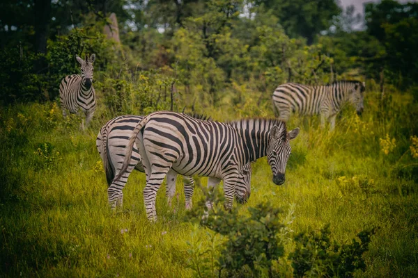 Zebra Comum Equus Quagga Leia Entre Linhas — Fotografia de Stock