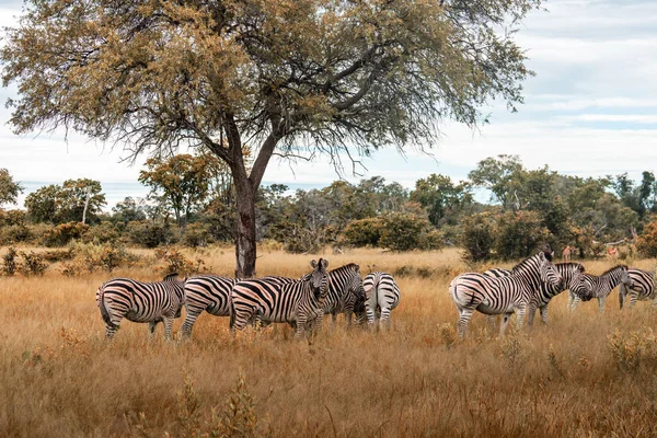 Common Zebra Equus Quagga Čti Mezi Řádky — Stock fotografie