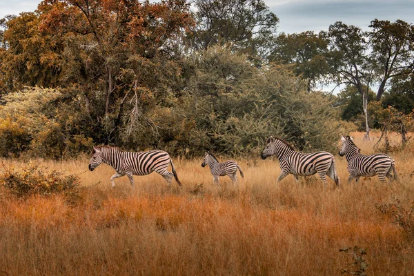 Ortak Zebra Equus Quagga Satırlar Arasında Okuyun — Stok fotoğraf