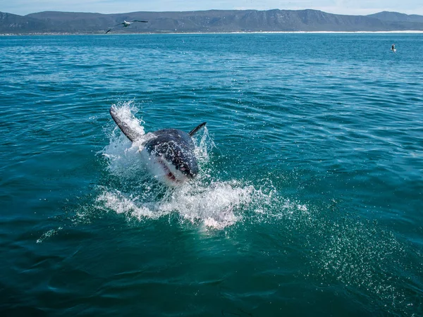 Grand Requin Blanc Carcharodon Carcharias — Photo