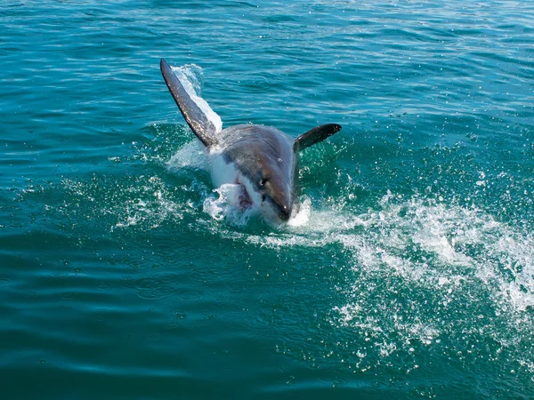 Grote Witte Haai Carcharodon Carcharias — Stockfoto