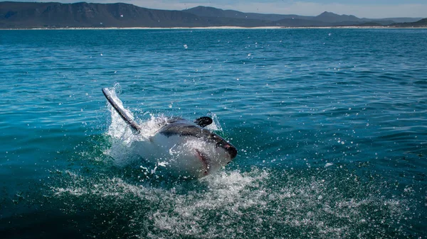 Nagy Fehér Cápa Carcharodon Carcharias — Stock Fotó