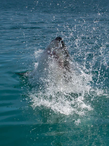 Grand Requin Blanc Carcharodon Carcharias — Photo