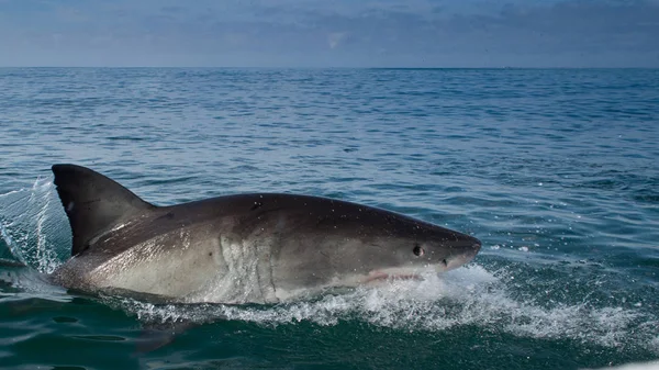 Grote Witte Haai Carcharodon Carcharias — Stockfoto