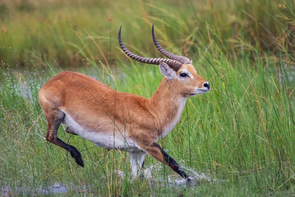Futó Antilop Kobus Ellipsiprymnus Gyűrűsfarkú Víziantilop Afrikai Szavanna Namíbia Kruger — Stock Fotó