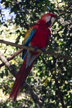 Sarı göğüslü Ara 'nın portresi. (Ara ararauna).
