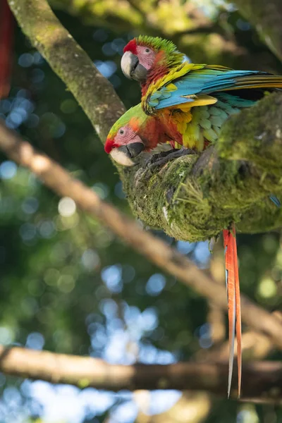 Ritratto Seduta Seno Giallo Ara Ara Ararauna — Foto Stock