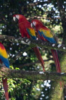 Sarı göğüslü Ara 'nın portresi. (Ara ararauna).