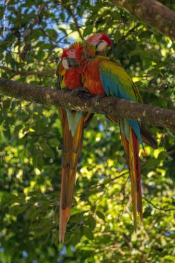 Sarı göğüslü Ara 'nın portresi. (Ara ararauna).