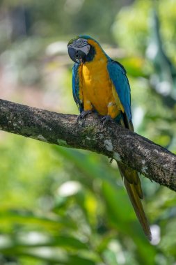 Sarı göğüslü Ara 'nın portresi. (Ara ararauna).