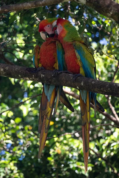 Portrait Sitting Yellow Breast Ara Ara Ararauna — Stock Photo, Image