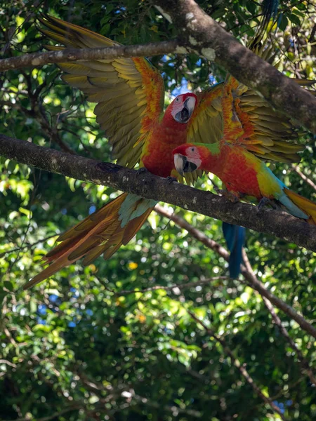 Ritratto Seduta Seno Giallo Ara Ara Ararauna — Foto Stock