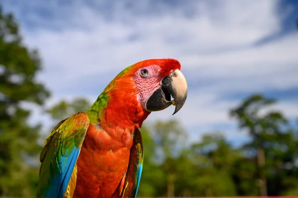 Retrato Peito Amarelo Sentado Ara Ara Ararauna — Fotografia de Stock