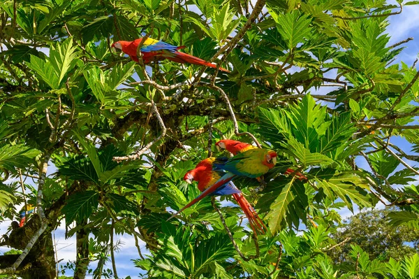 Portrét Sedícího Žlutého Prsu Ara Ara Arararauna — Stock fotografie