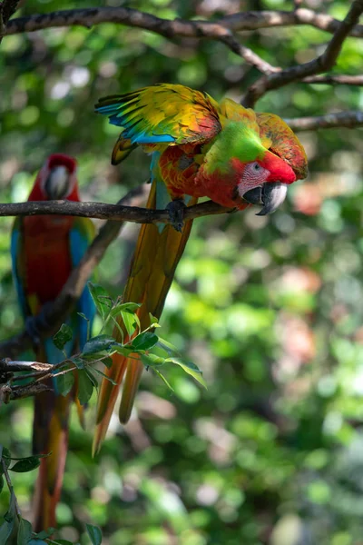 Porträt Der Sitzenden Gelben Brust Ara Ara Ararauna — Stockfoto