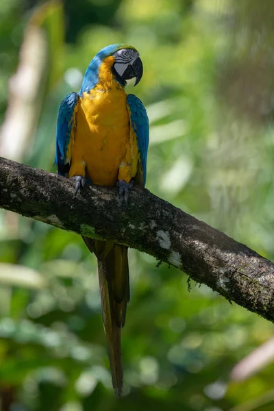 Portrait Sitting Yellow Breast Ara Ara Ararauna — Stock Photo, Image