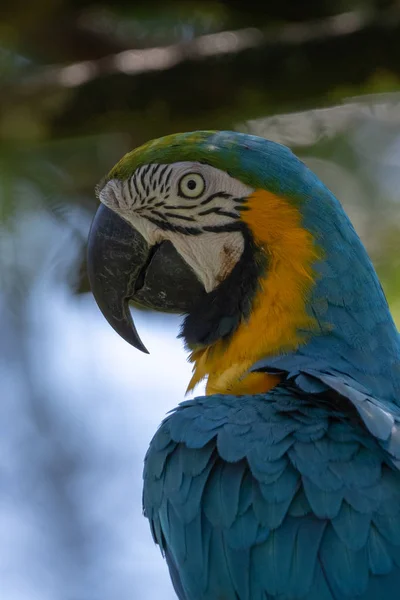 Portrait Sitting Yellow Breast Ara Ara Ararauna — Stock Photo, Image