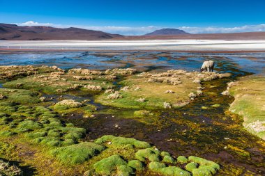 Laguna Colorada, Bolivya 'nın Altiplano bölgesinin güneybatısında bulunan sığ bir tuz gölüdür.