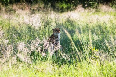 Çita, Savannah Acinonyx Jubatus 'ta uzun otların arasında yürüyor.