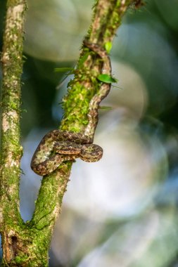 Bothriechis lateralis Kosta Rika ve batı Panama dağlarında bulunan zehirli bir çukur engerek türüdür.
