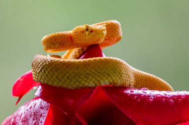 Kirpik Viper - Bothriechis schlegelii, Orta Amerika ormanlarından güzel renkli zehirli çukur engereği, Kosta Rika