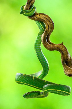Bothriechis lateralis Kosta Rika ve batı Panama dağlarında bulunan zehirli bir çukur engerek türüdür.