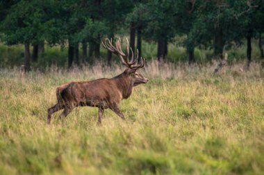 Kızıl geyik geyik (Cervus elaphus)