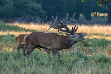 Kızıl geyik geyik (Cervus elaphus)