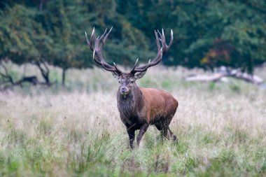 Kızıl geyik geyik (Cervus elaphus)
