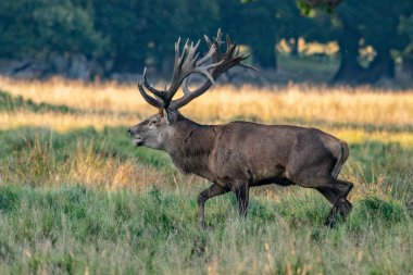 Kızıl geyik geyik (Cervus elaphus)
