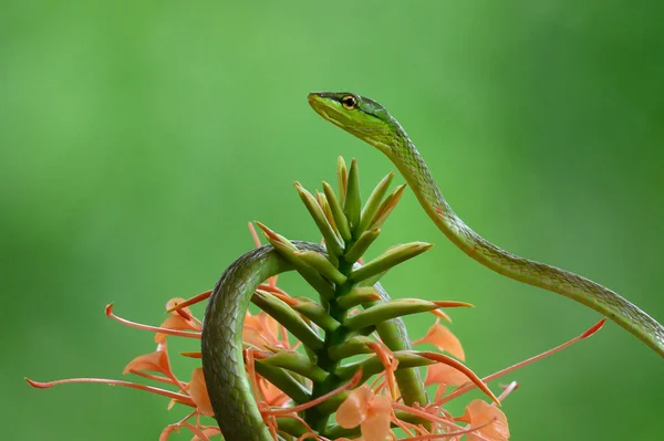 在巴拿马巴罗科罗拉多岛拍摄的绿葡萄蛇 奥克西贝利斯 福吉杜斯 全身照片 — 图库照片