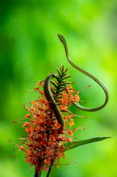 Plan Complet Serpent Vert Vigne Oxybelis Fulgidus Photographié Sur Barro — Photo