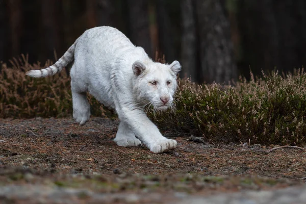 Attenzione Agli Occhi Una Tigre Bianca Del Bengala Che Cammina — Foto Stock