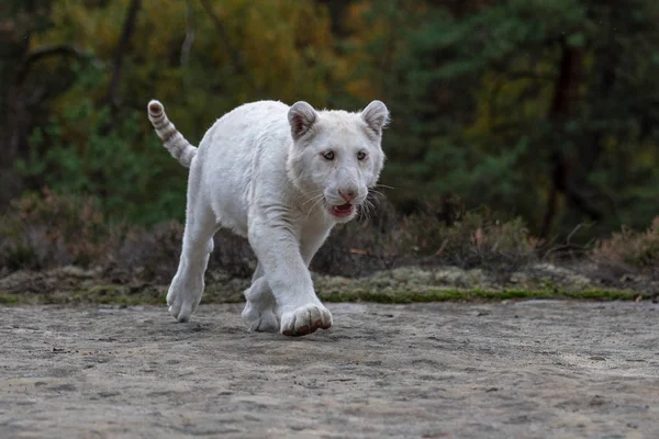 Attention Eyes White Bengal Tiger Walking Forest Most Beautiful Animal — Stock Photo, Image