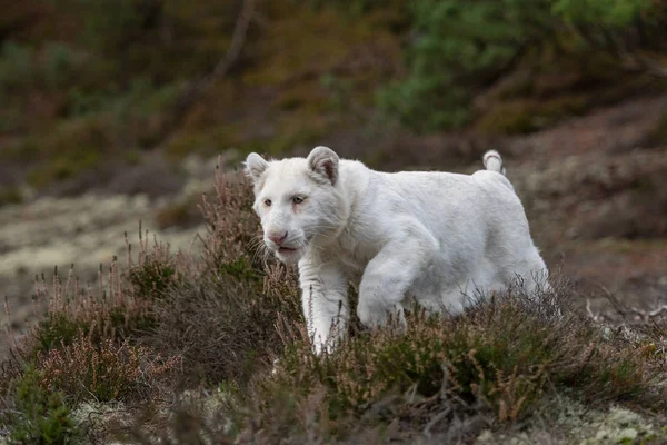 Atención Los Ojos Tigre Bengala Blanco Caminando Sobre Bosque Animal —  Fotos de Stock