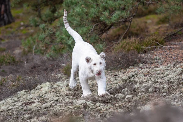 Attention Eyes White Bengal Tiger Walking Forest Most Beautiful Animal — Stock Photo, Image