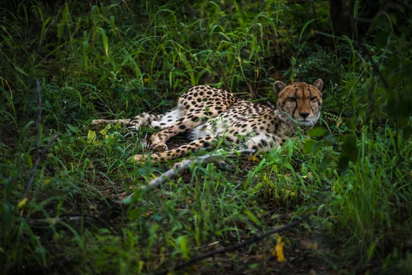 Gepard Kráčí Dlouhou Trávou Savaně Acinonyx Jubatus — Stock fotografie