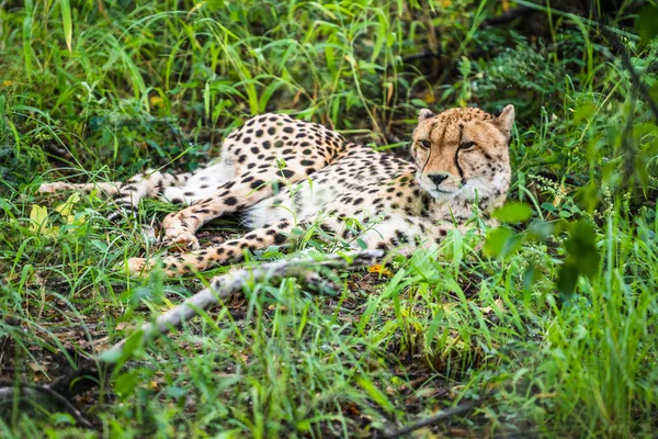 Gepard Kráčí Dlouhou Trávou Savaně Acinonyx Jubatus — Stock fotografie