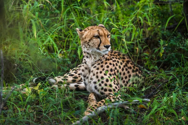 Gepard Kráčí Dlouhou Trávou Savaně Acinonyx Jubatus — Stock fotografie