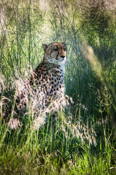 사바나에 Acinonyx Jubatus — 스톡 사진