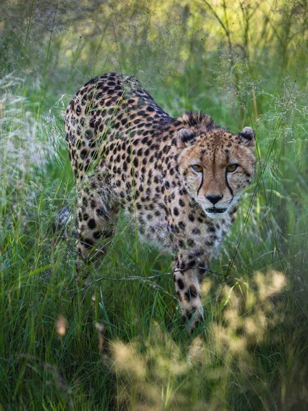 Cheetah Caminha Através Grama Longa Savana Acinonyx Jubatus — Fotografia de Stock